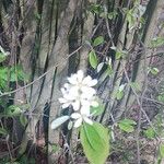 Amelanchier spicata Квітка