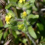 Hemizonella minima Flower