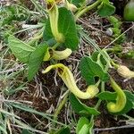 Aristolochia paucinervis Habitus