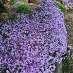 Phlox subulata Buveinė