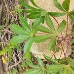 Manihot aesculifolia Leaf