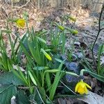 Narcissus minor Flower