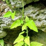 Thunbergia fragrans برگ