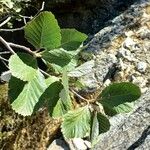Sorbus aria Leaf