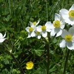 Anemone narcissiflora Çiçek