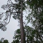 Pinus taeda Habit