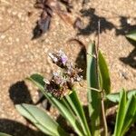 Limonium bollei Flor