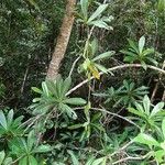 Barringtonia integrifolia 樹皮
