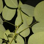 Clitoria glaberrima Leaf