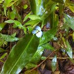 Commelina virginica Habit