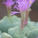 Conophytum velutinum Blüte