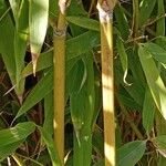 Phyllostachys aurea Écorce