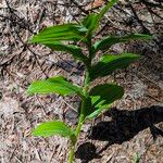 Maianthemum racemosum পাতা