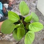 Peperomia albovittata Ліст