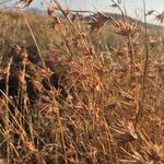 Themeda triandra Mbuma