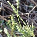 Crucianella angustifolia Lorea