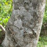 Albizia niopoides 樹皮