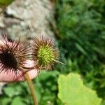 Sparrmannia ricinocarpa Φρούτο