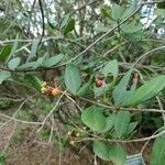 Myrcia palustris