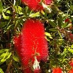 Melaleuca citrinaFlor