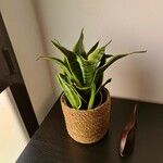 Sansevieria masonianaᱥᱟᱠᱟᱢ