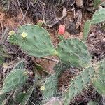 Opuntia elatior 葉