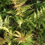 Dryopteris carthusiana برگ