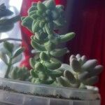 Sedum burrito叶