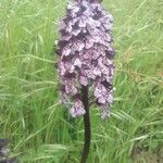 Orchis purpureaFiore