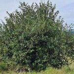 Cordia monoica Plante entière