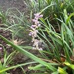 Liriope muscariBloem