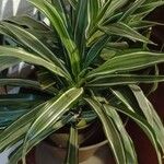 Dracaena fragransLeaf