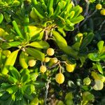 Pittosporum heterophyllum 葉