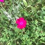 Lychnis coronaria Кветка