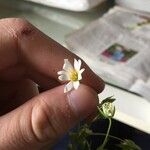 Cerastium arvenseBlüte