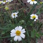 Melampodium leucanthum Λουλούδι