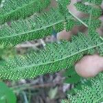 Dryopteris intermedia Hoja