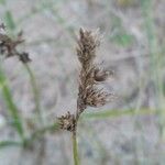 Carex arenaria Gyümölcs