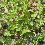 Verbena bracteata Leaf