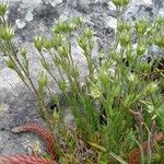 Minuartia glomerata Hábito
