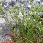 Minuartia glomerata Habit