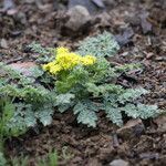 Lomatium martindalei ᱵᱟᱦᱟ