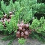 Hesperocyparis macrocarpa Fruit