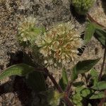 Phacelia leptosepala Hábito