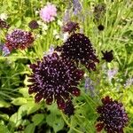 Scabiosa atropurpureaFlor