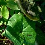 Ligularia dentata Leaf