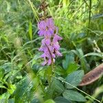 Desmodium intortum Blüte