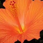 Hibiscus fragilis Квітка