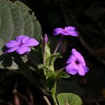 Eranthemum purpurascens Flower