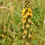Agrimonia eupatoria Kwiat